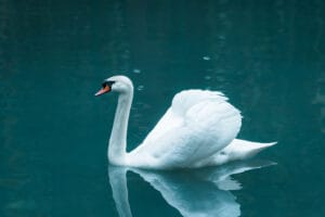 White swan