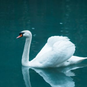White swan
