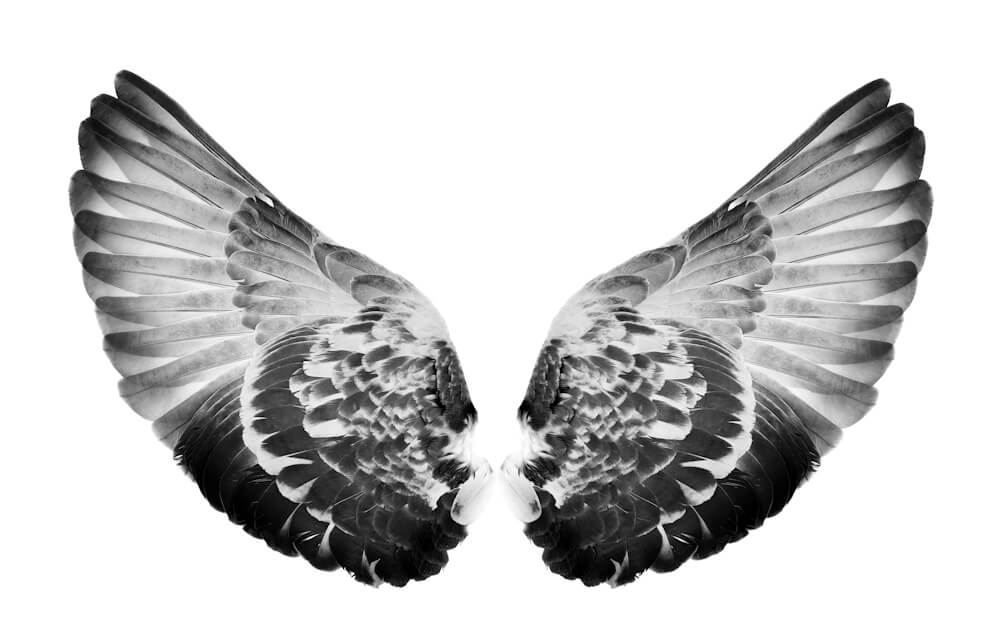 bird wings